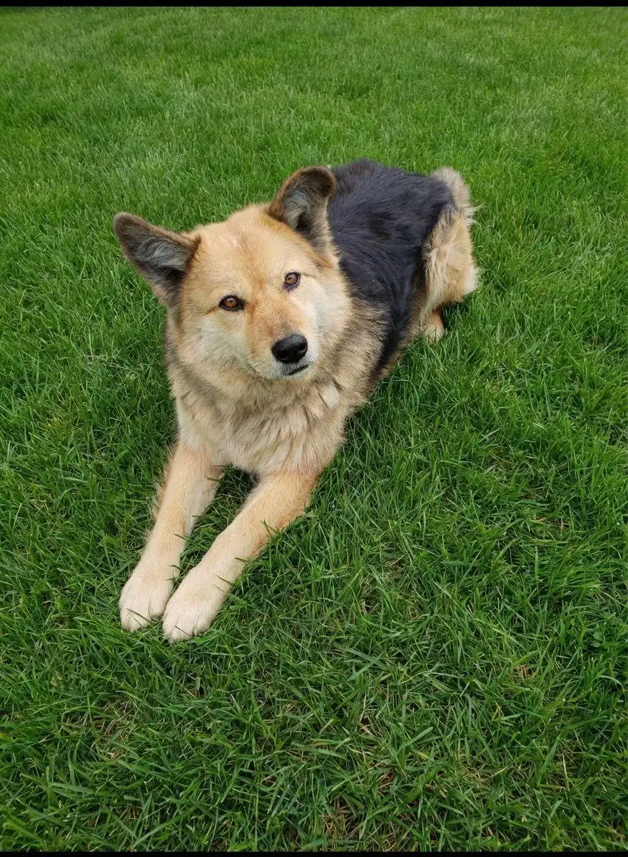 Собака Тайга ищет новый дом - Собаки (Животные) в Чита