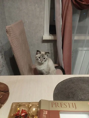 Котёнок для доброго хозяина - Животные в Чита