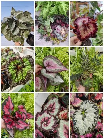 Декоративнолиственные бегонии сортовые - частное объявление в Канск