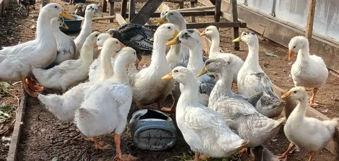 Продажа уток и кроликов - Животные в Чита