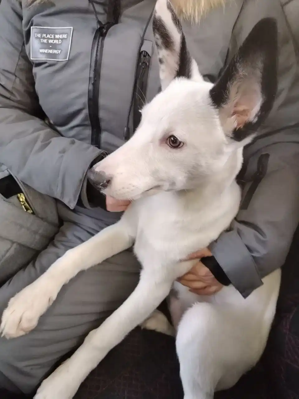 Найдена собака в Чите - Собаки (Животные) в Чита