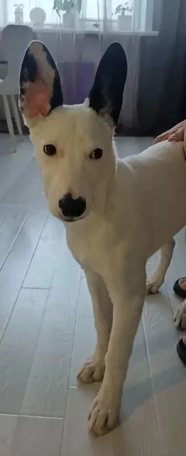 Найдена собака, ищут хозяина - Животные в Чита