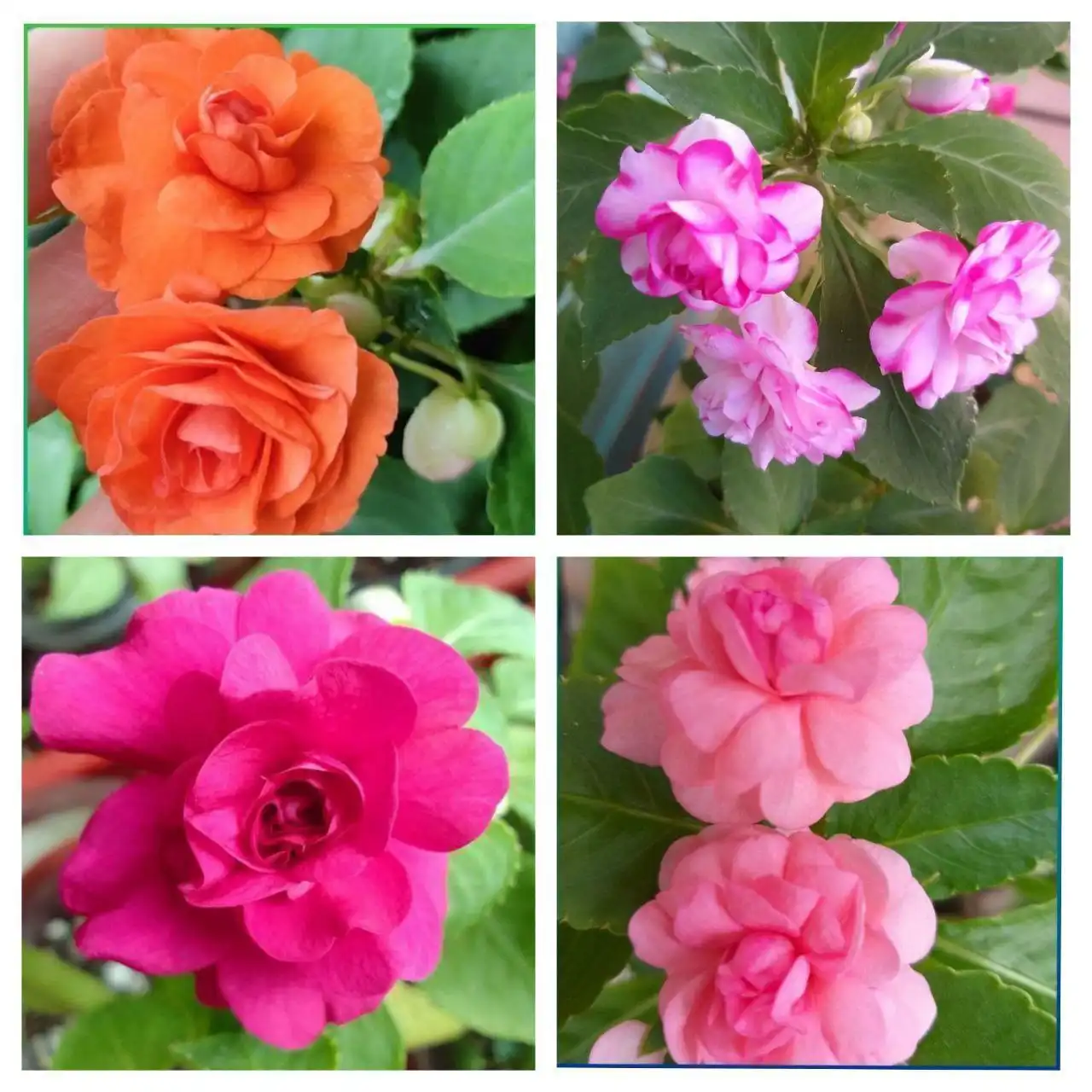 Продажа бальзаминов - Растения (Барахолка) в Чита