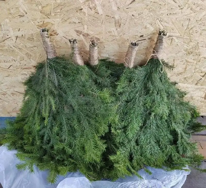 Свежие пихтовые веники для бани - Барахолка в Чита