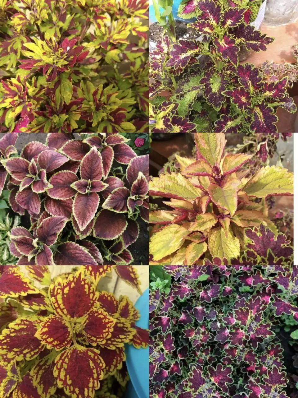 Продажа колеусов укоренённых и срезов - Растения (Барахолка) в Чита