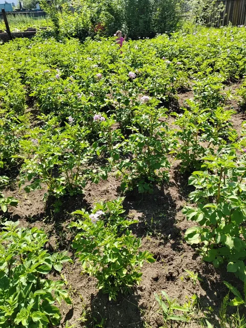 Продажа участка 12 соток с домом в СНТ Машиностроитель - Гаражи в Чита