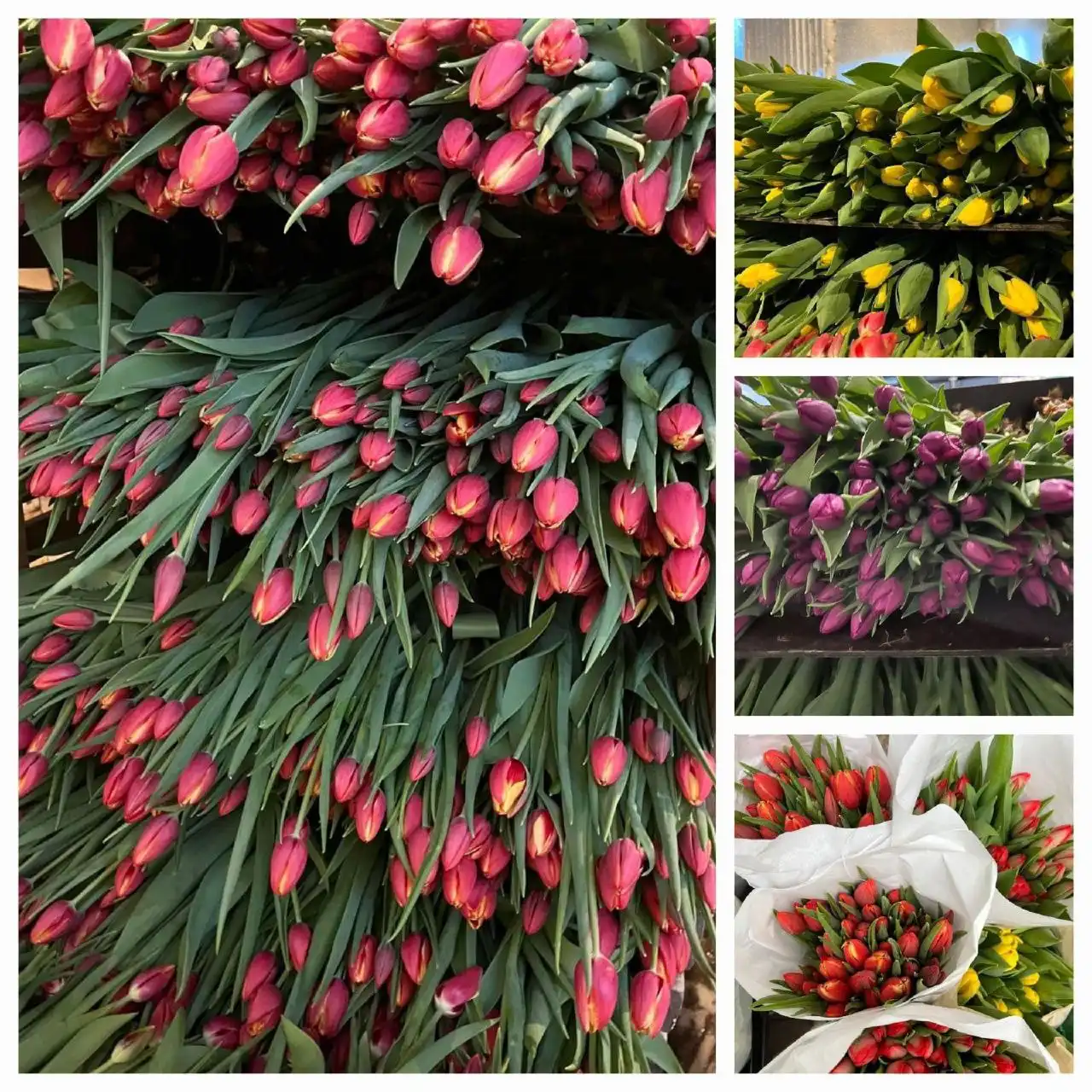 Предложение тюльпанов к 8 марта в Чите - Барахолка в Чита