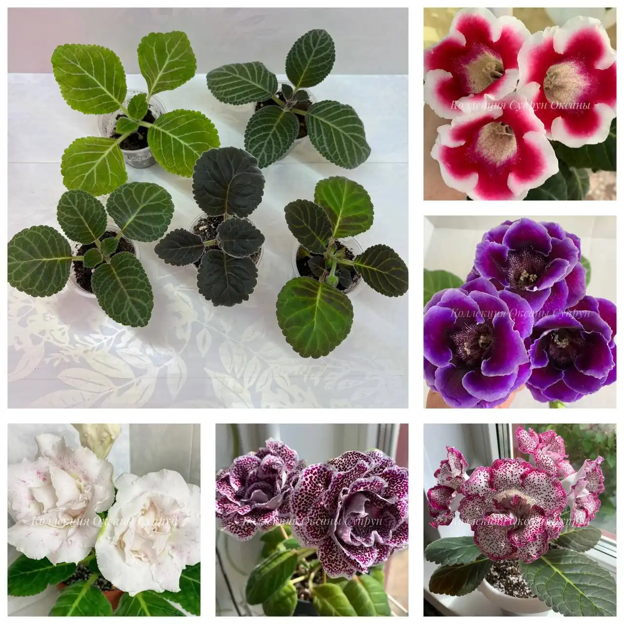 Набор глоксиний - Комнатные растения (Хобби и отдых) в Чита