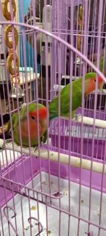 Продажа попугаев неразлучников с клеткой - Животные в Чита