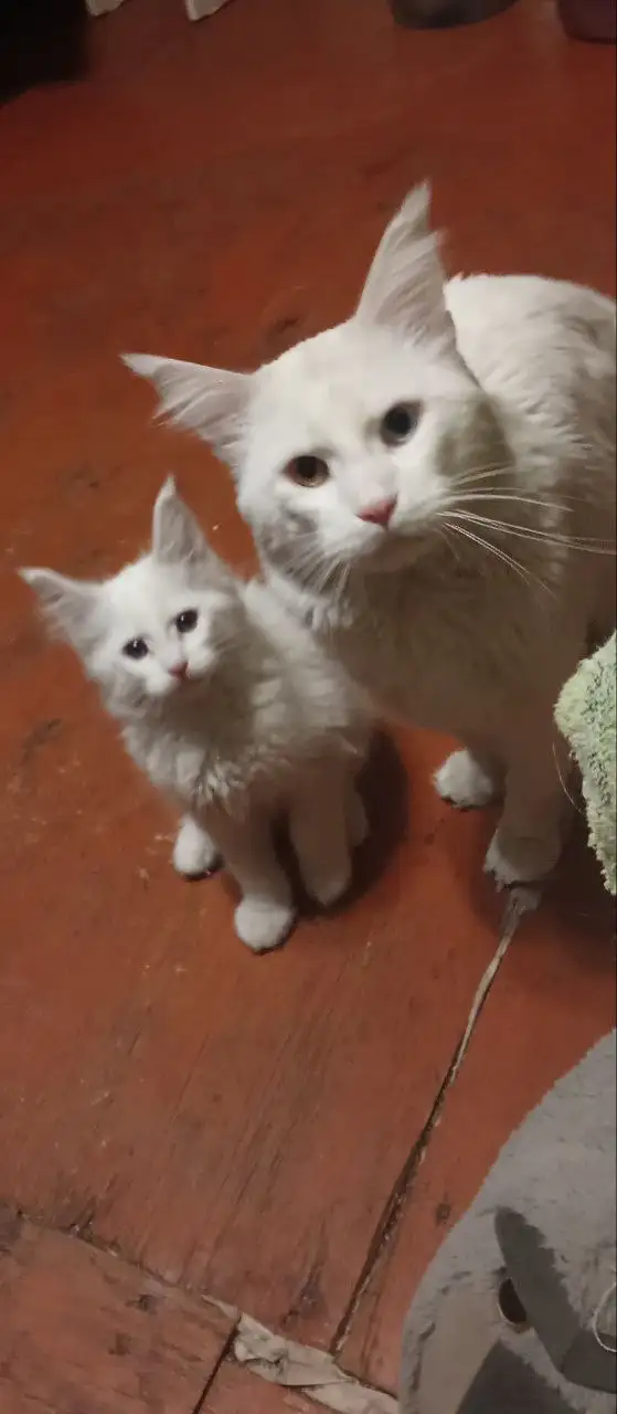 Продам котят Мейн Кун - Котята (Животные) в Чита