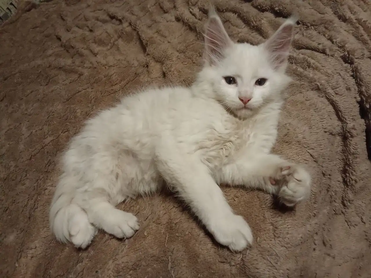 Продам котят Мейн Кун - Котята (Животные) в Чита