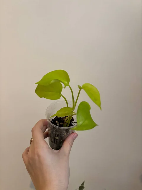 Продажа комнатных растений - Праздничные товары в Чита