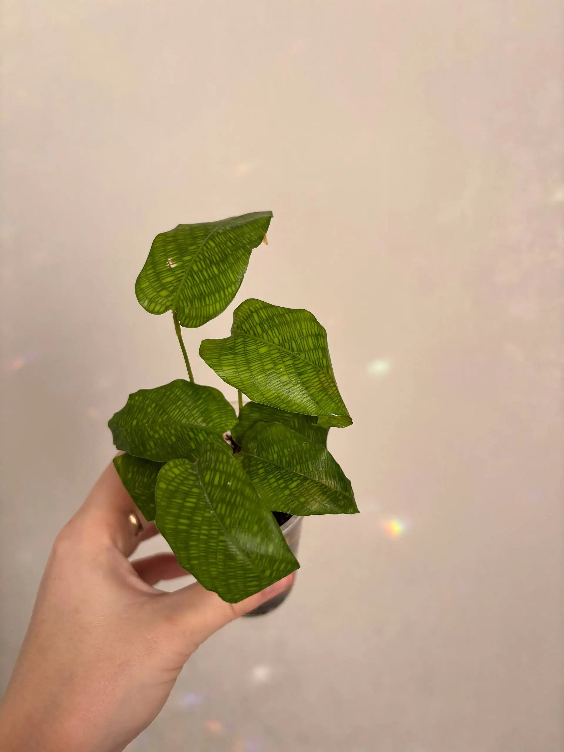 Продажа комнатных растений - Растения (Барахолка) в Чита