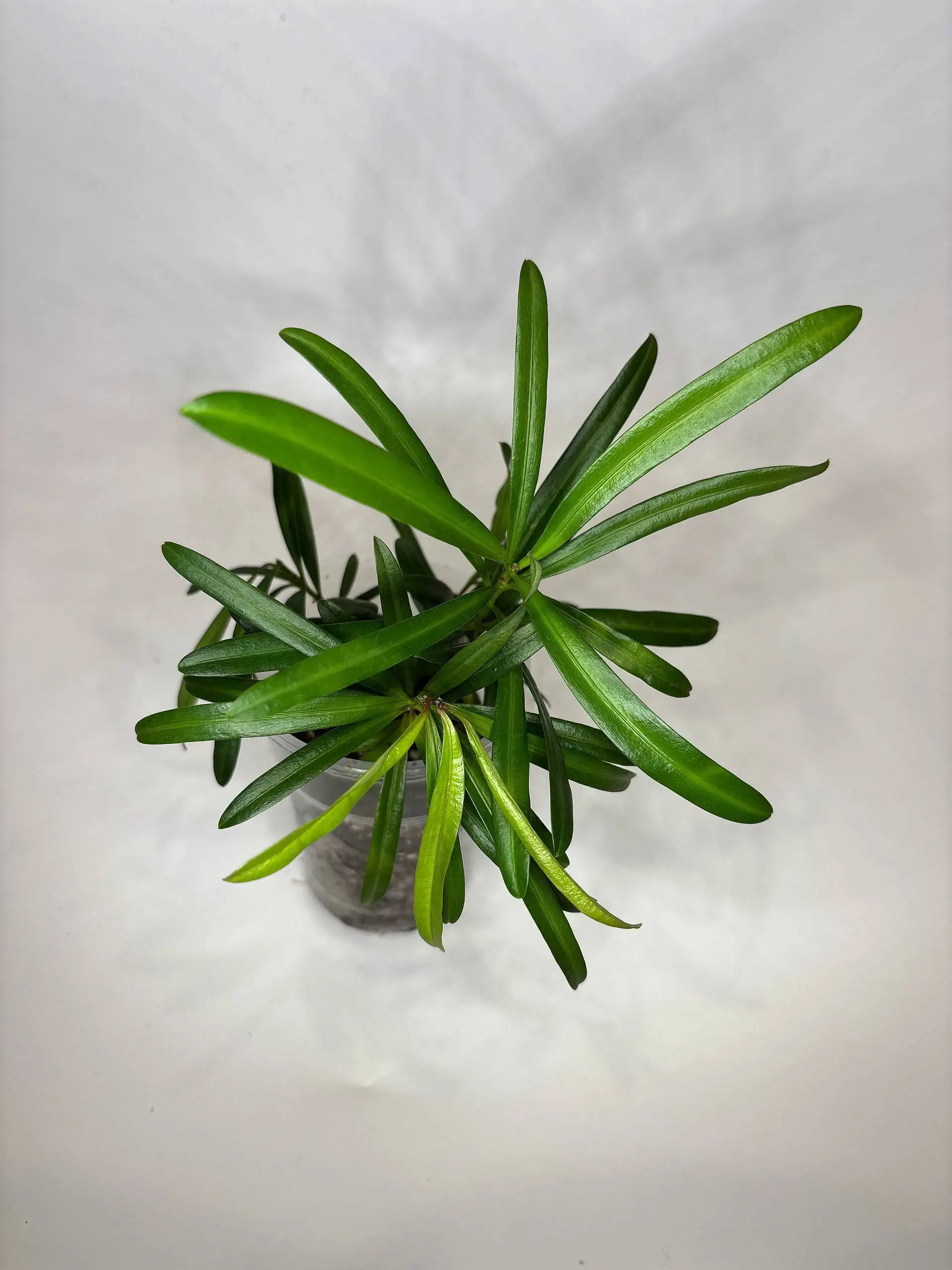 Продажа комнатных растений - Растения (Барахолка) в Чита