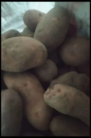 Продам домашний картофель - Барахолка в Чита