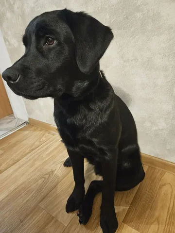 Щенок Лабрадора 7 месяцев - Животные в Чита