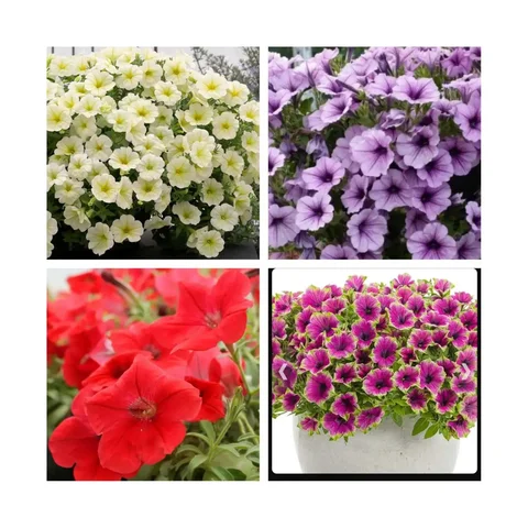 Продажа укорененных черенков ампельных петуний - Детские товары в Чита