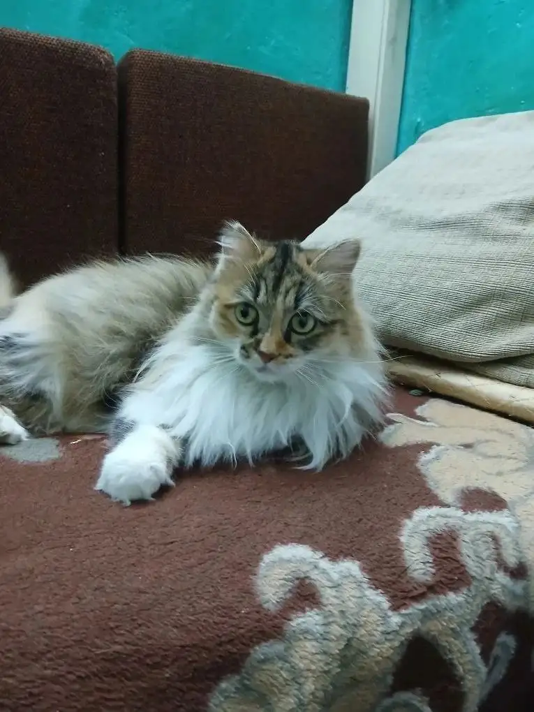 Кошка Дуся в добрые руки - Кошки (Животные) в Чита