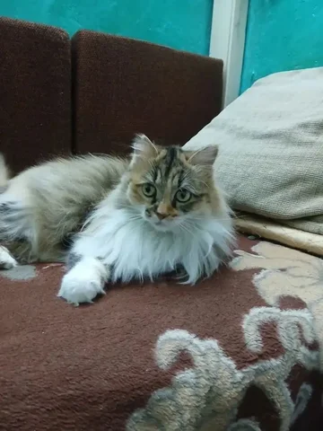 Кошка Дуся в добрые руки - Животные в Чита