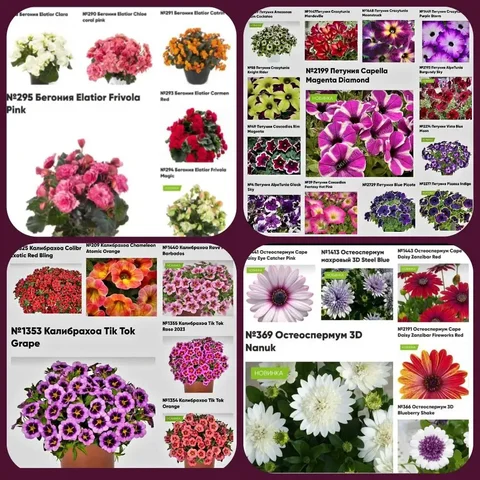 Цветочки в горшочках на Весну 2026 года - Хобби и отдых в Чита