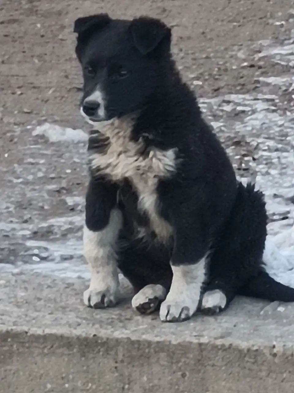 Щенок девочка для дома - Собаки (Животные) в Чита