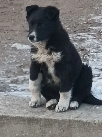Щенок девочка для дома - Собаки в Чита
