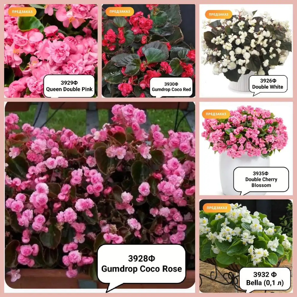 Рассада бегонии вечноцветущей в стакане - Барахолка в Чита