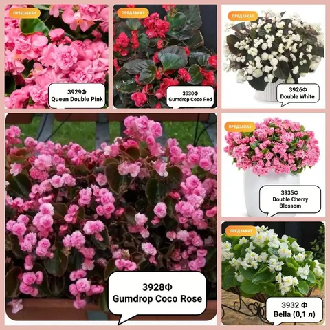 Рассада бегонии вечноцветущей в стакане - Подарки в Чита