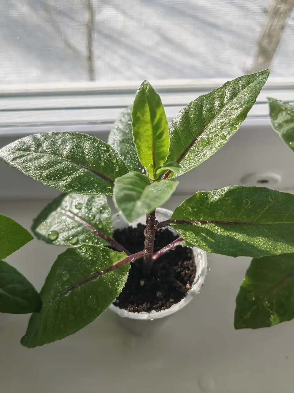 Джинура прокумбенс для людей с сахарным диабетом - Барахолка в Чита