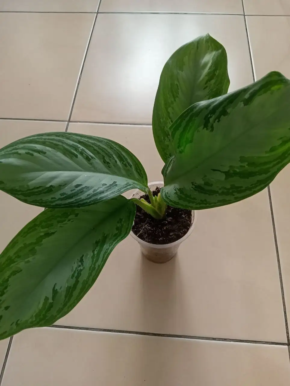 Продажа аглонемы - Растения (Хобби и отдых) в Чита