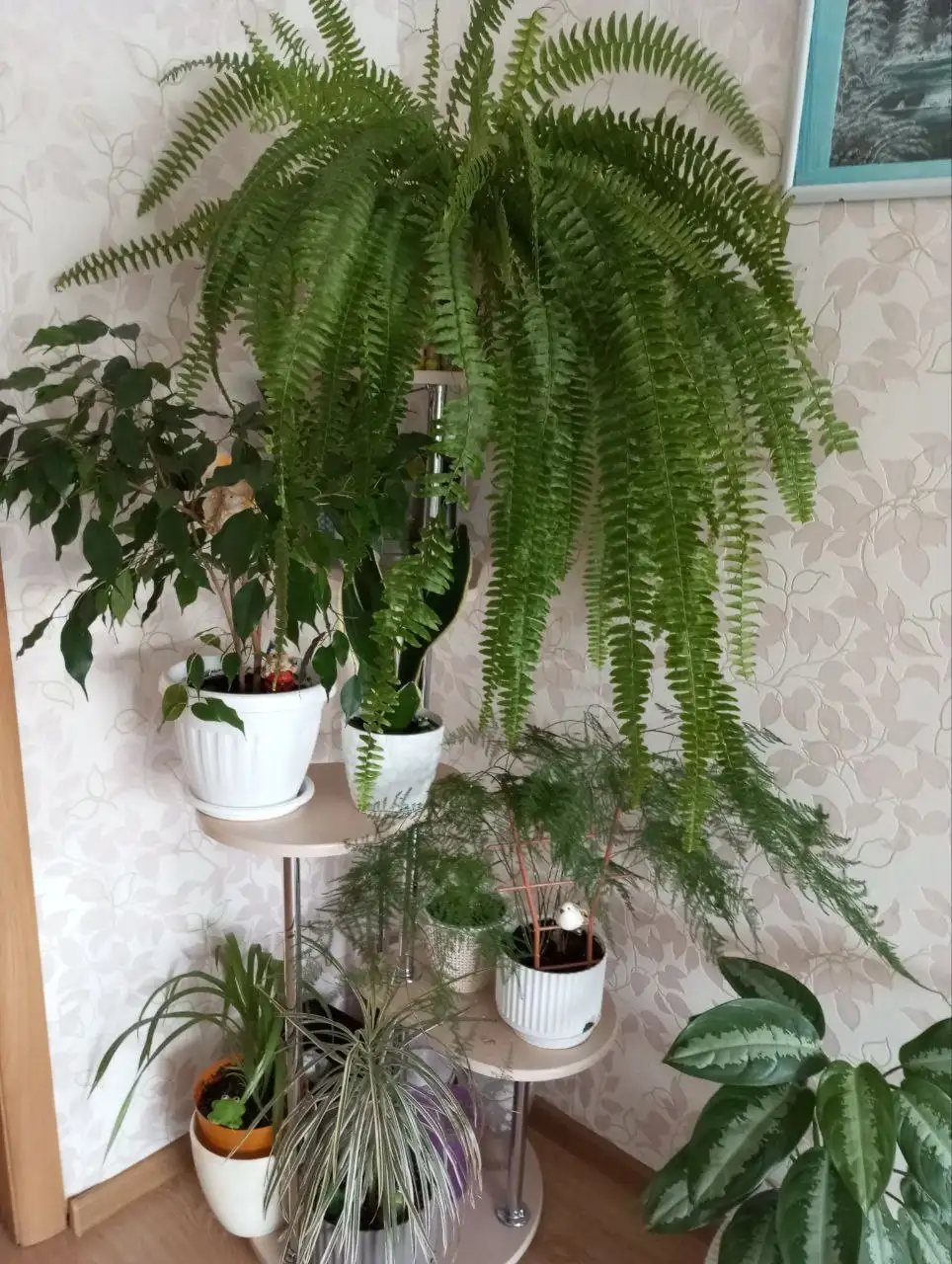 Продажа напольной полки для цветов - Мебель (Для дома и дачи) в Чита