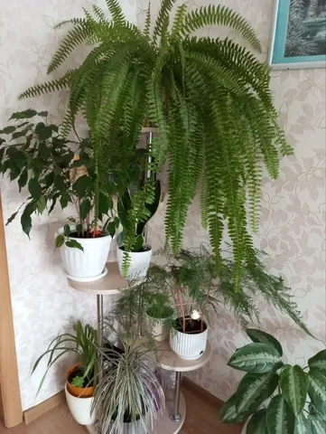 Продажа напольной полки для цветов - Дрова и топливо в Чита