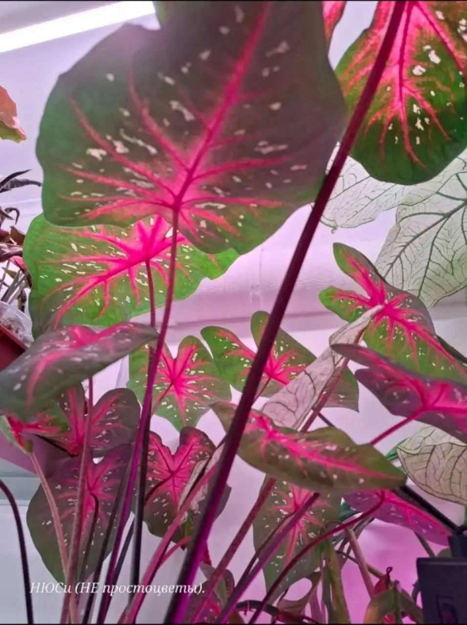 Продажа комнатных растений: каладиумы и другие ароидные - Растения (Барахолка) в Тюмень