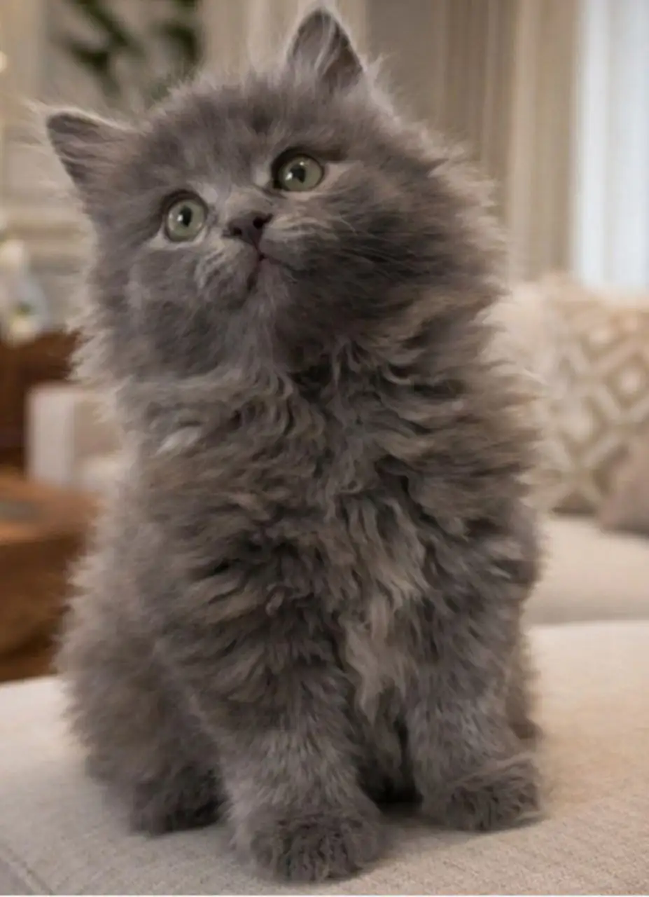 Продается котенок породы Нибелунг - Кошки (Животные) в Чита