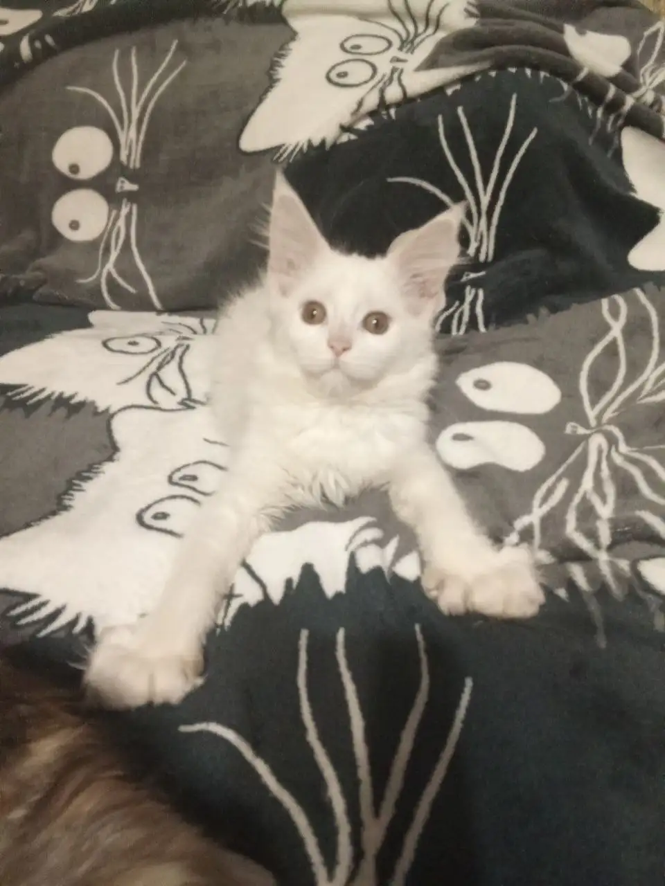 Продам кошечку Мейн Кун полидакт - Кошки (Животные) в Чита