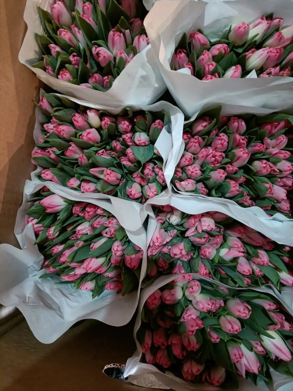 Тюльпаны к 8 Марта - Цветы (Хобби и отдых) в Чита