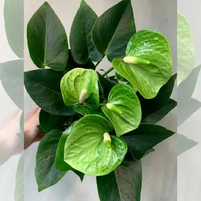 Антуриум зеленый дым - Растения (Барахолка) в Чита