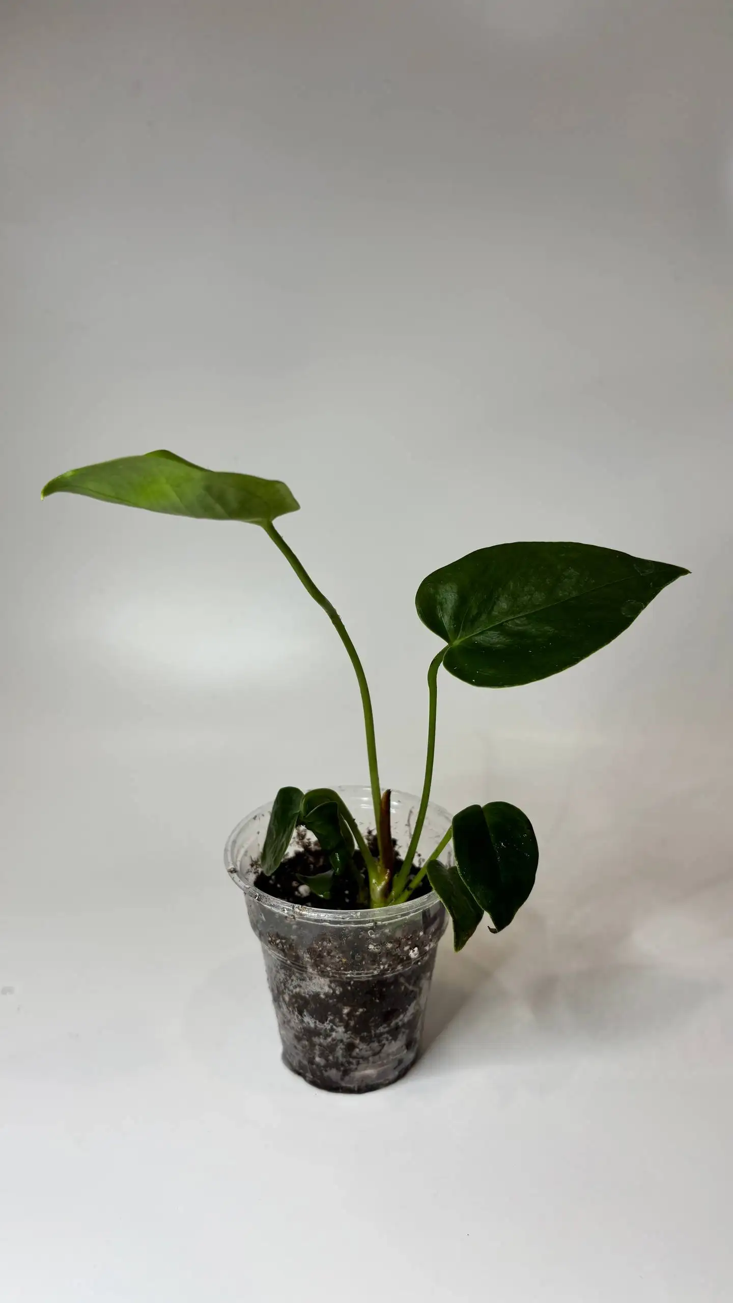 Антуриум зеленый дым - Растения (Барахолка) в Чита