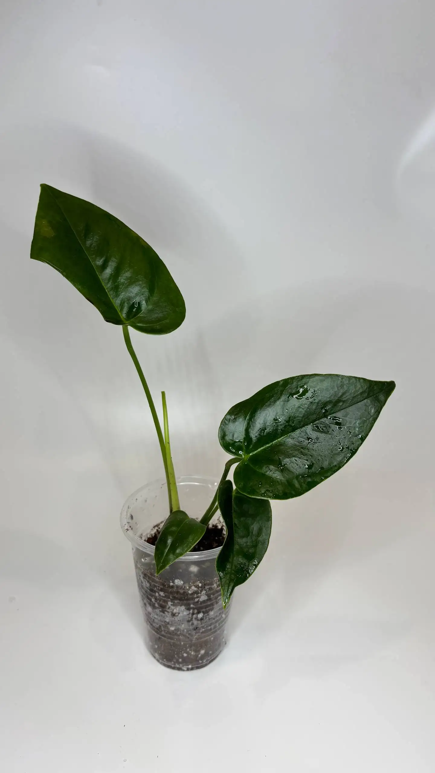 Антуриум зеленый дым - Растения (Барахолка) в Чита