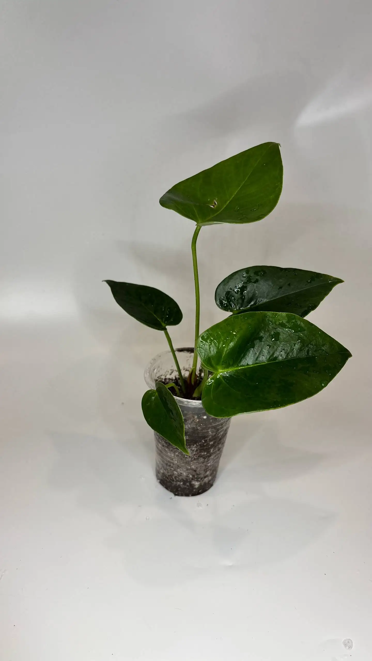 Антуриум зеленый дым - Растения (Барахолка) в Чита