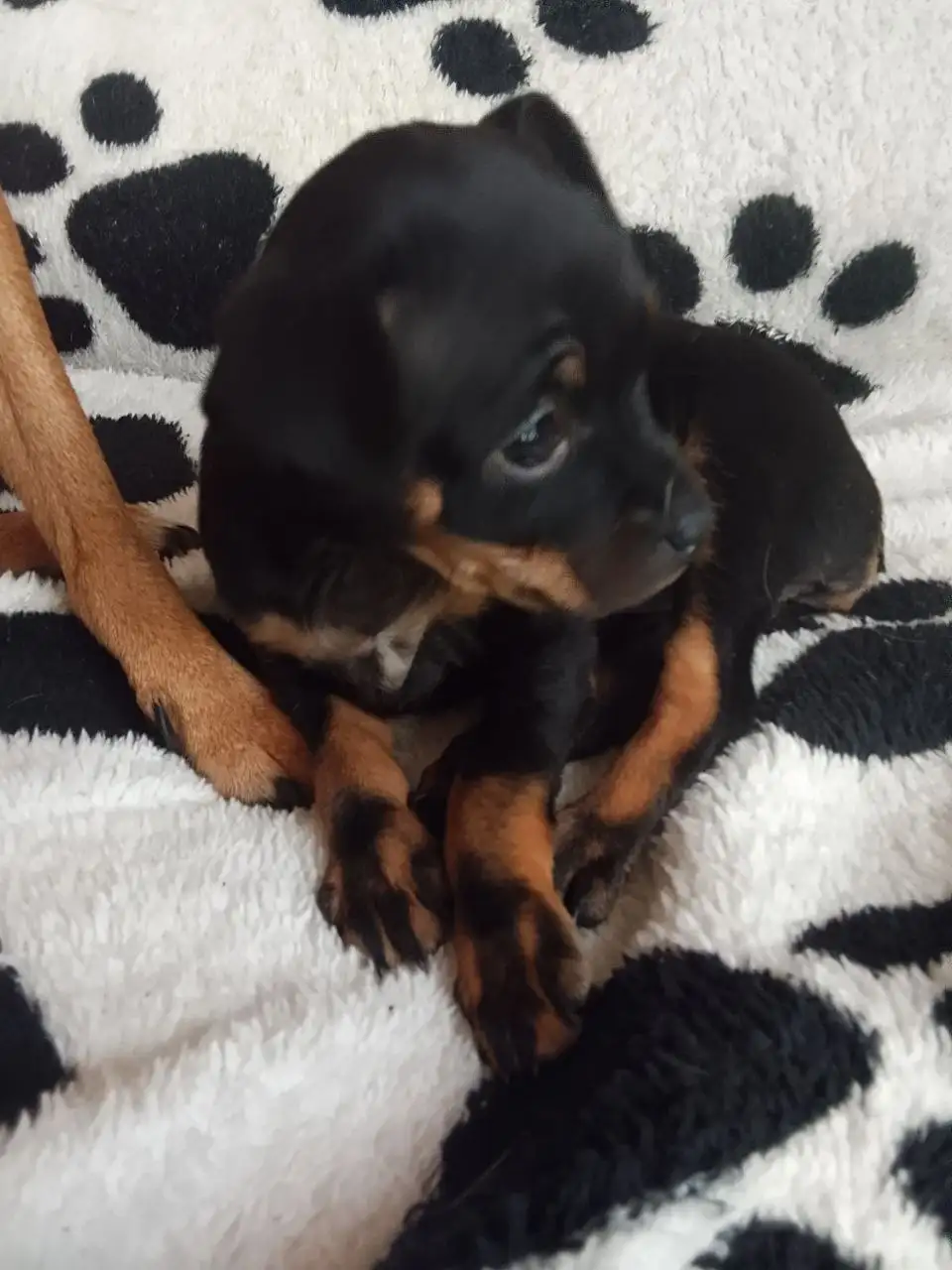 Продам щенка той терьер - Собаки (Животные) в Чита