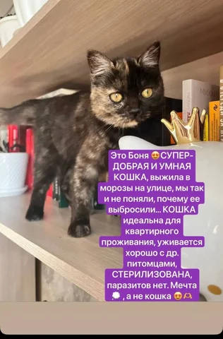 Продажа б/у детской коляски в Чите - Детская одежда и аксессуары в Чита