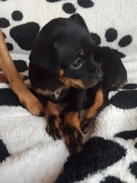 Продажа девочки и мальчика - Находка/потеря в Чита