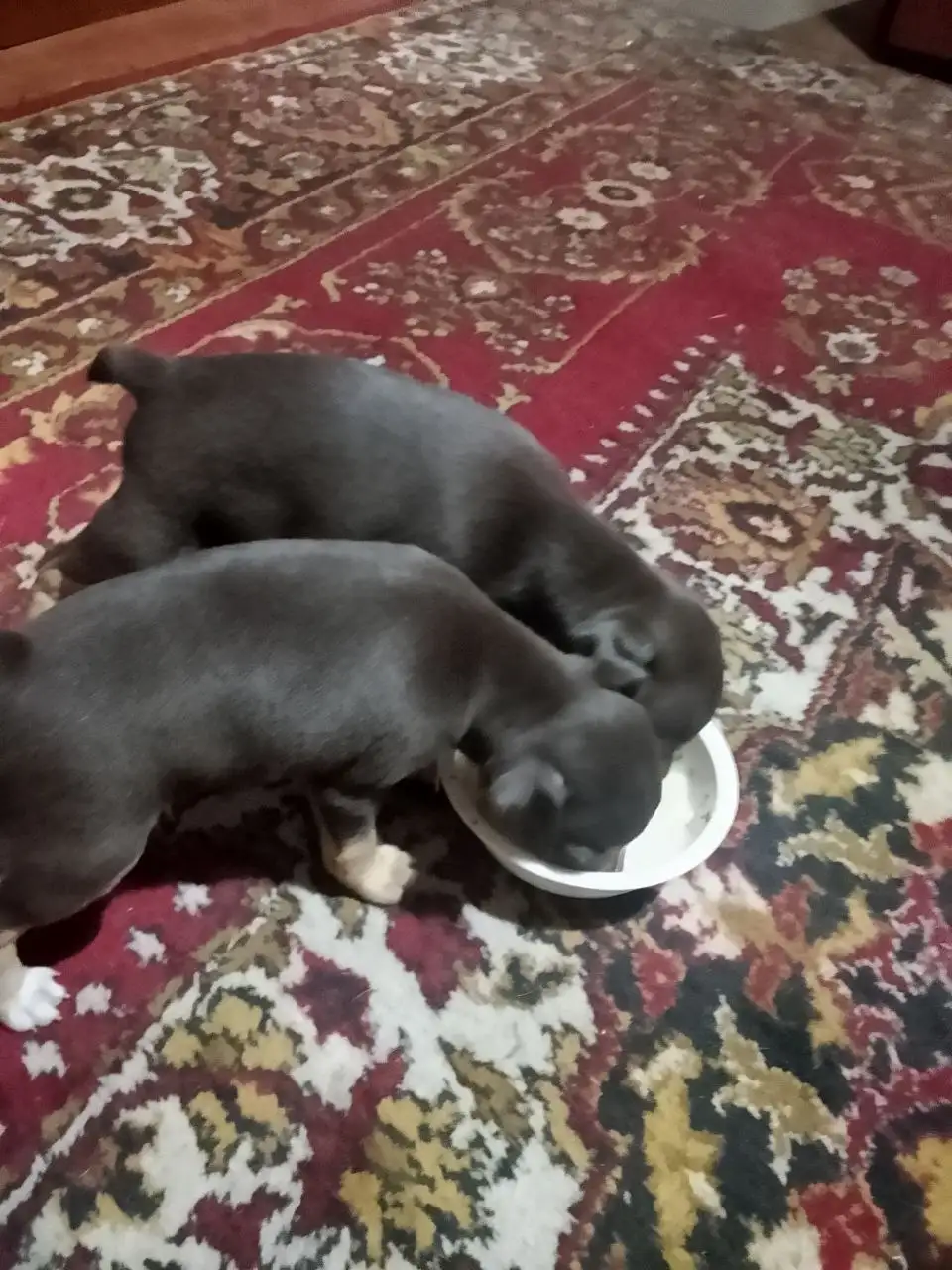 Продажа девочки и мальчика - Собаки (Животные) в Чита