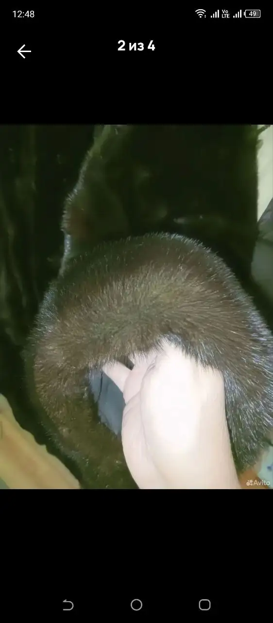 Продам норку в отличном состоянии - Меха (Одежда) в Чита