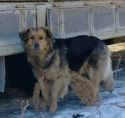 Дружок ищет хозяина - Находка/потеря в Чита