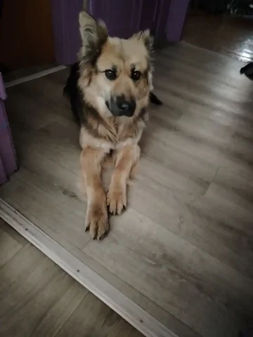 Собачка в хорошие руки - Находка/потеря в Чита