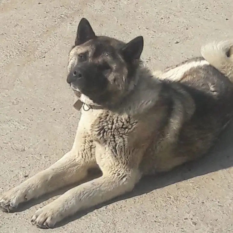 Щенок акиты ищет хозяев - Собаки (Животные) в Чита