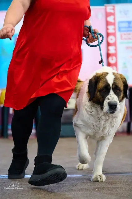 Щенки породы Московская сторожевая - Находка/потеря в Чита
