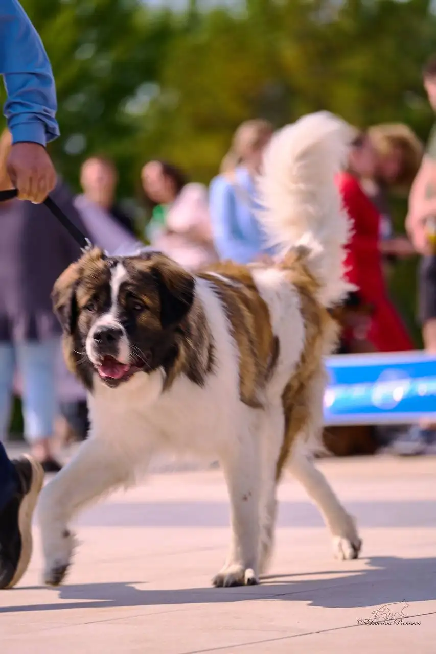 Щенки породы Московская сторожевая - Собаки (Животные) в Чита